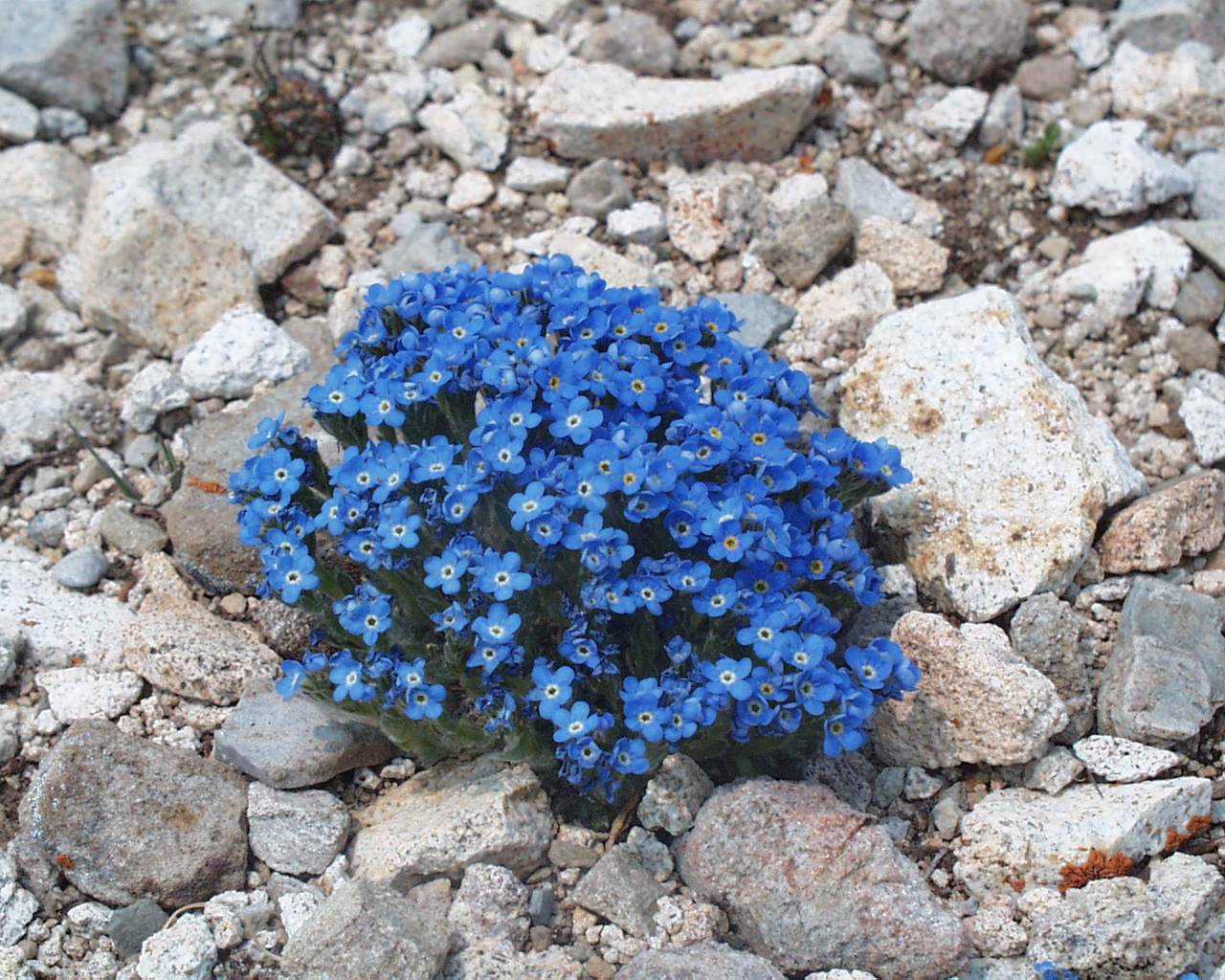 Gardens and Nurseries