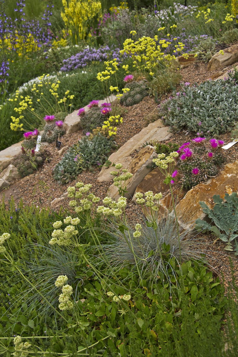 Escobaria vivipara 5