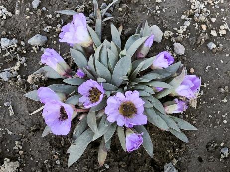 Calandrinia colchaguensis