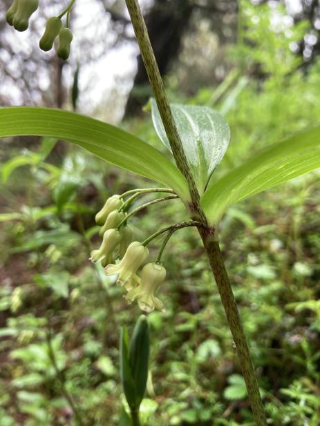 Polygonatum singhalense