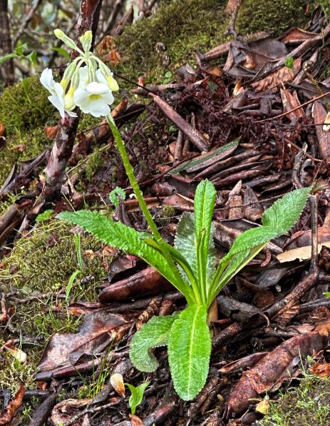 Primula obliqua