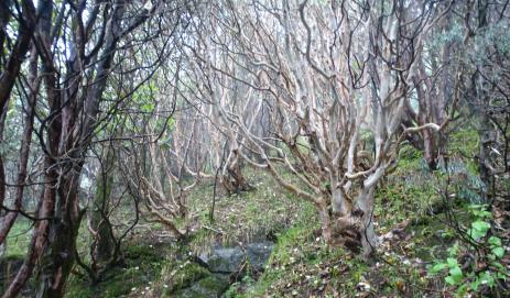 Rhododendron thomsonii