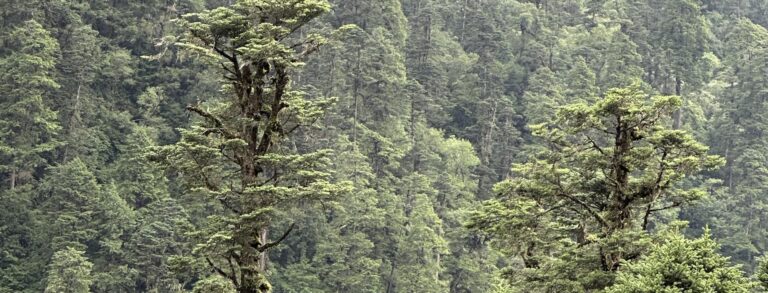 Abies spectabilis forest