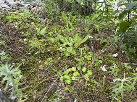 Androsace geranifolia