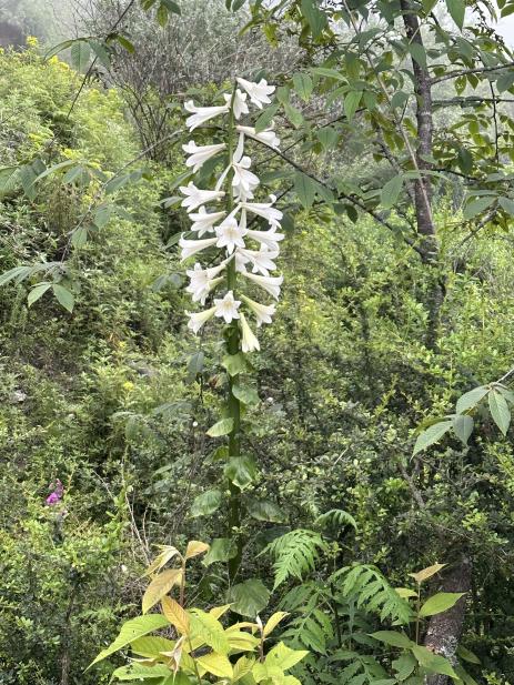 Cardiocrinum giganteum v. giganteum