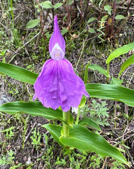 Roscoea auriculata