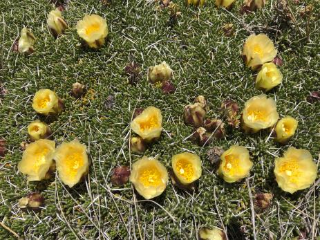 Maihuenia poeppigii