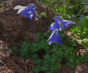 Aquilegia bertollonii