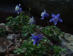 Aquilegia flabellata 'Nana'