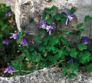 Aquilegia saximontana at Denver Botanic Gardens