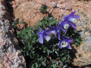 Aquilegia saximontana on Pikes Peak