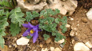 Aquilegia jonesii