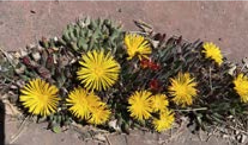 Rabiea albipuncta, with the much lighter green Stomatium agninum in the background