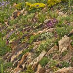 The Magic of Rock Gardens: Expert Talks & Garden Inspiration