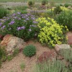 RMC-NARGS Members Fall Plant Sale