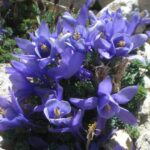 Best of the West! Natives from the Western Steppes and Mountains