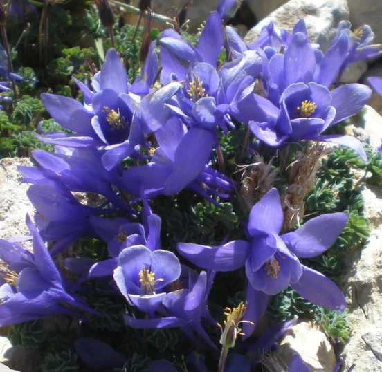 Best of the West! Natives from the Western Steppes and Mountains