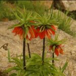 Botanical Wonders of Eastern Turkey