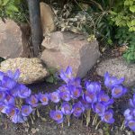October Rock Garden Program