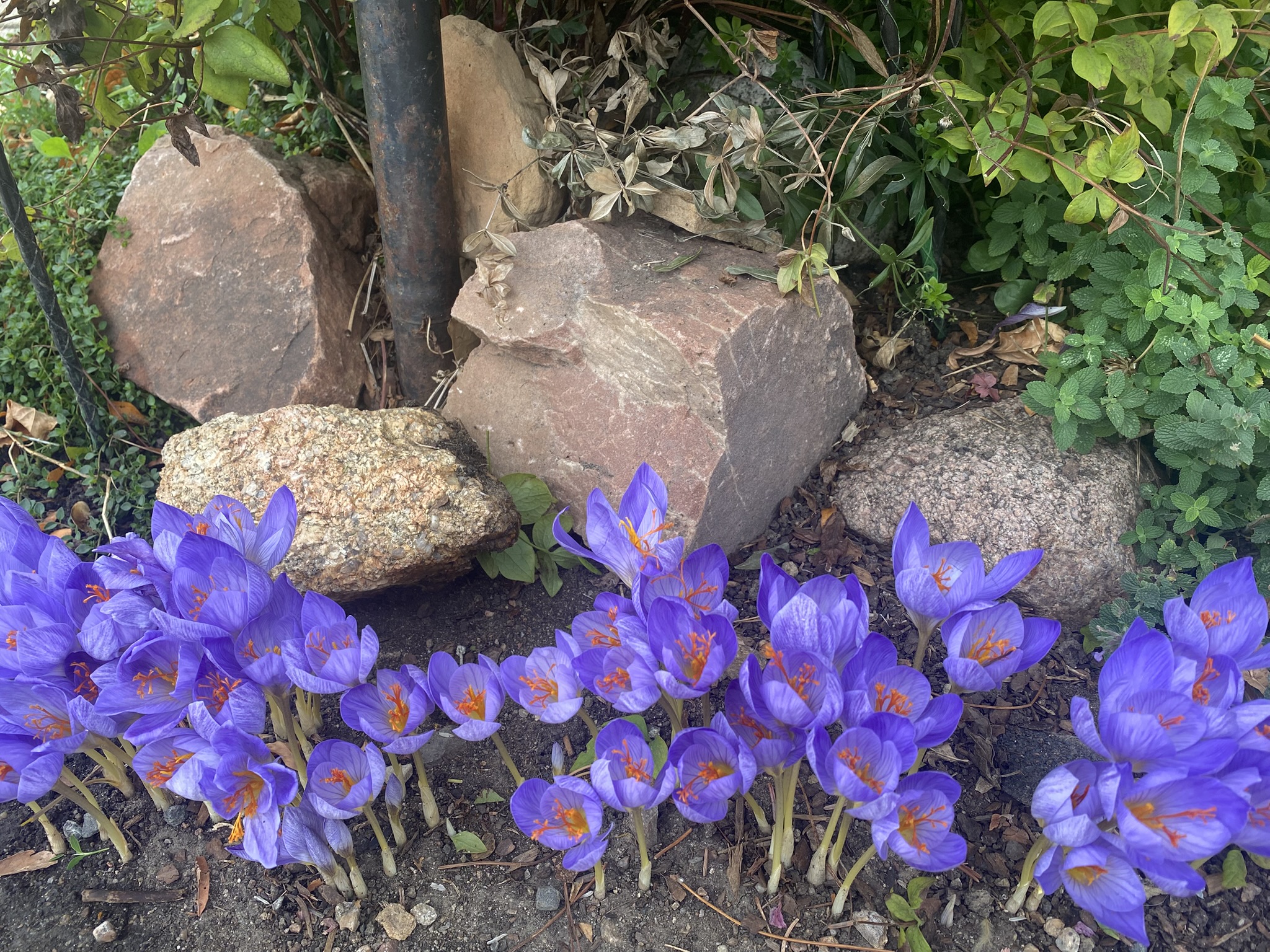 October Rock Garden Program