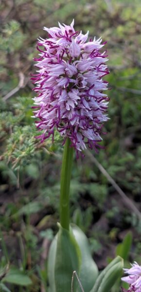 Orchis simia