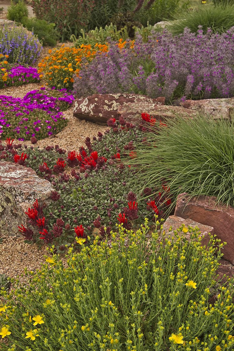 Hypericum-olympicum-Kendrick-Lake-5- (1)