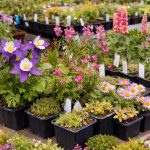 Member's Fall Plant Sale