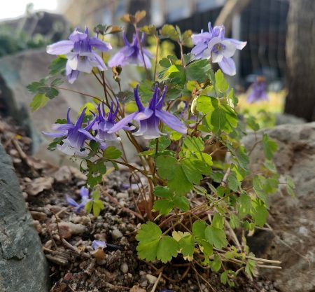 Aquilegia saximontana