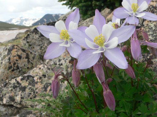 Aquilegia coerulea