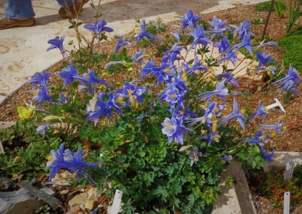 Aquilegia scopulorum at Betty Ford Alpine Gardens trough