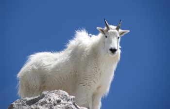 Mountain Goat