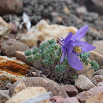 Aquilegia jonesii in Rock Garden