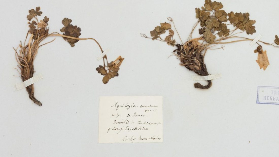 Specimen sheet Aquilegia saximontana